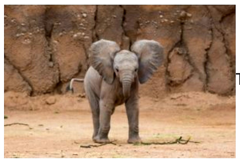 Reid Park Zoo´s baby elephant learning new skills and growing big