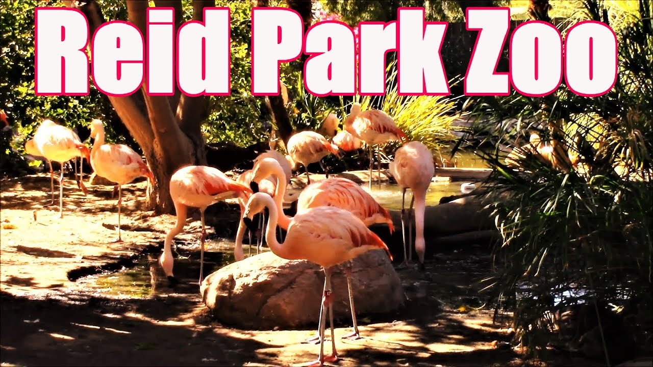 Reid Park Zoo Update Arizona Bilingual News