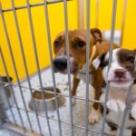 PACC at 142% capacity for dogs, in desperate need of adopters and fosters