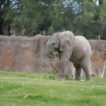 REID PARK ZOO WELCOMES ANOTHER AFRICAN ELEPHANT