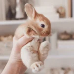 Babies’ favorite animals