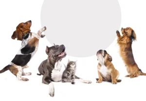 What to do with your pet when you go on a trip